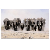 Large A1 size Canvas Print – Elephant Photo