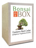 Bonsai in a box - Eastern Red Cedar Tree Photo