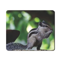 Mouse Pad - Squirrel Photo