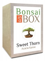 Bonsai in a box - Sweet Thorn Photo