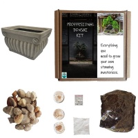 Seedleme Bonsai gift box. Indigenous African tree seeds Ziziphus Mucronata Photo