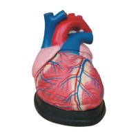 Jumbo Heart Model Photo