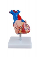 Life Size Heart Model - 2 Parts Photo
