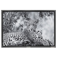 Zawadi 'Purrfect' A Medium Size Wildlife Print On Canvas In A Floating Frame Photo