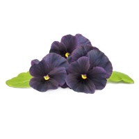 Click and Grow Black Pansy Refill for Smart Herb Garden - 3 Pack Photo