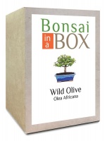 Bonsai in a box - Wild Olive Photo