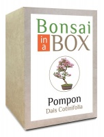 Bonsai in a Box - Pompon Tree Photo