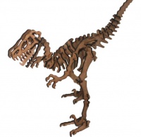Raptor 3D Puzzle Photo