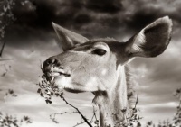 workART Curated Photographic Canvas - Nibbling Buck by Rodger Williams Photo