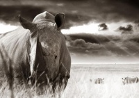 workART Curated Photographic Canvas - Rhino Bull by Rodger Williams Photo