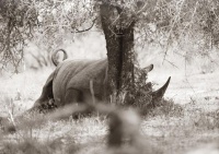 workART Curated Photographic Canvas - Rhino at Rest by Rodger Williams Photo