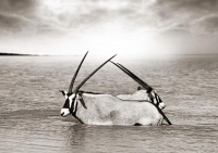 workART Curated Photographic Canvas - Gemsbok by Rodger Williams Photo