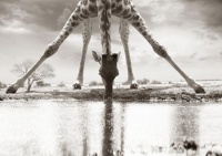 workART Curated Photographic Canvas - Giraffe Drinking by Rodger Williams Photo