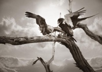 workART Curated Photographic Canvas - Eagles by Rodger Williams Photo