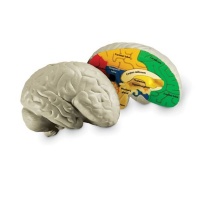 Learning Resources Cross-Section Brain Model Photo
