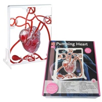 Edu-Science Pumping Heart Model Photo
