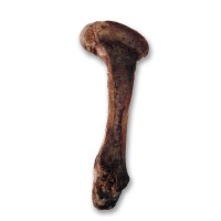 Mbuni Ostrich Dino Bone 440g Photo
