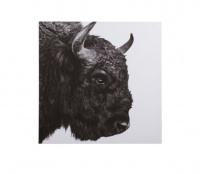 Cielo Canvas - European Bison - 1200 x 1200mm Photo