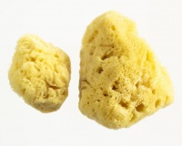 Natural Cleansing Sea Sponges Photo
