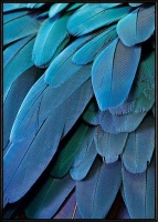Boluo Framed Canvas Mount - Blue Escalation - 426 x 600mm Photo