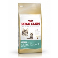 Royal Canin Maine Coon Kitten Photo