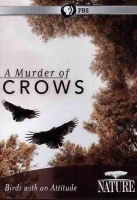 Nature: a Murder of Crows Photo