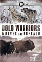 Nature: Cold Warriors - Wolves & Buffalos Photo