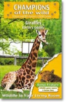 Champions Of The Wild - Giraffes / Wildlife Game Reserve Photo