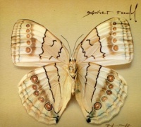 Xavier Rudd - White Moth Photo