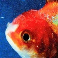 Def Jam Recordings Vince Staples - Big Fish Theory Photo
