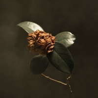St. Paul & the Broken Bones - Young Sick Camellia Photo