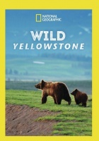 Wild Yellowstone Photo