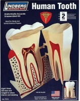 Lindberg - 8/1 - Human Tooth Photo