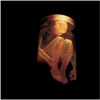 Sbme Special Mkts Alice In Chains - Nothing Safe: Best of the Box Photo