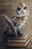 Wise Old Owl Perched on Books Illustration Journal - 150 Page Lined Notebook/Diary (Paperback) - Cs Creations Photo