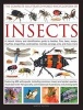 The Complete Illustrated World Encyclopedia of Insects - A Natural History and Identification Guide to Beetles, Flies, Bees, Wasps, Mayflies, Dragonflies, Cockroaches, Mantids, Earwigs, Ants, and Many More (Paperback) - Martin Walters Photo