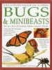 The Illustrated Wildlife Encyclopedia - Bugs & Minibeasts (Paperback) - Barbara Taylor Photo