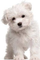 Photo of Darling White Maltese Puppy Dog Journal - 150 Page Lined Notebook/Diary (Paperback) - Cs Creations