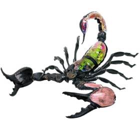 Photo of The Simpsons Deadly 60 3D Anatomical Model &#8211; Emperor Scorpion