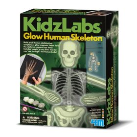 Photo of Glow Human Skeleton Science Kit