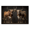 Fancy Artwork Canvas Wall Art :Two Ankole Bulls - Photo