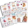Educat Publishing Educat Poster Pack - Human Anatomy Photo