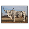 Fancy Artwork Canvas Wall Art :Big Fat Nguni Bull - Photo