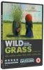 Wild Grass Photo