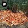 Bloom Photo