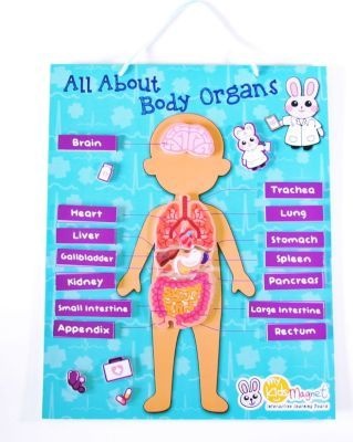 Photo of My Kids Magnet Body Organs Puzzle Magnetic Board