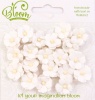Bloom Enterprises Bloom Sweetheart Blossoms - White Photo