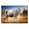 Fancy Artwork Canvas Wall Art :Boran Cattle Breed - Photo