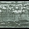 Revolver Flamingo Photo