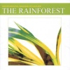 Fabulous The Rainforest Photo